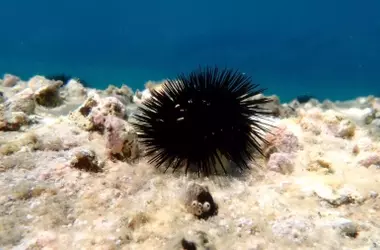 Erizos de Mar: Amenaza Silenciosa para los Bosques Submarinos de Mallorca