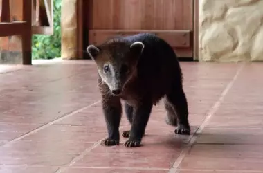 Descubrimiento de 14 Especies de Mamíferos en los Manglares de Churute, Ecuador
