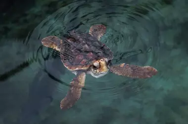 Aumento alarmante de varamientos de tortugas marinas en el Estrecho de Gibraltar