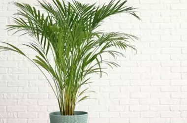 Plantas de Interior que Refrescan el Hogar en Verano: Un "Aire Acondicionado" Natural