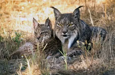 La reintroducción del lince ibérico favorece el aumento de conejos y perdices, revela estudio científico
