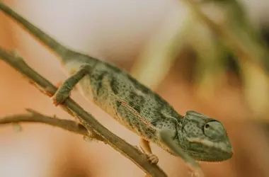 Impacto del Cambio Climático en Camaleones: Un Estudio Crucial en Andalucía