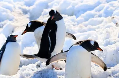 Hallazgo Revolucionario: Nueva Especie de Pingüino Rescribe la Historia Evolutiva de la Antártida
