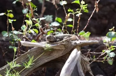 Un Plan Millonario Marca un Nuevo Horizonte para la Conservación del Lagarto Gigante de El Hierro