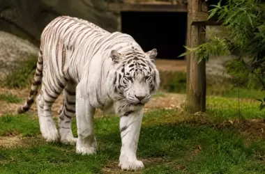 La liberación de Sona: el último tigre de circo en Portugal encuentra un nuevo hogar en España