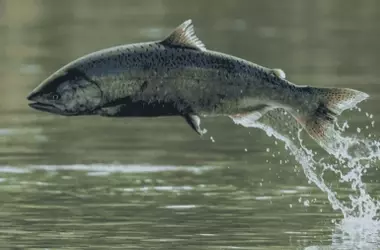 La dramática disminución del salmón atlántico en España: un síntoma de la crisis fluvial