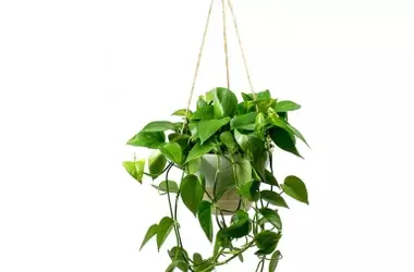 La Planta Poto: Un Purificador de Aire Natural y Refrescante para tu Hogar, según la NASA