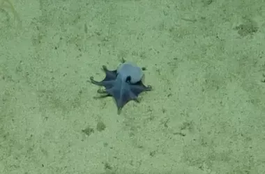 Descubrimiento Asombroso: El Pulpo Azul de Galápagos Revela Secretos Oceánicos Profundos