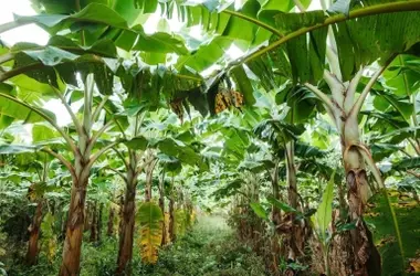 La fibra de banano en Uganda: transformando los desechos agrícolas en oportunidades sostenibles