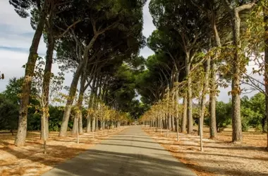 El Corredor Ecológico del Suroeste: Un Pulmón Natural en Peligro en Madrid