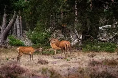 La Revolución Digital del Control de Fauna en España: El Proyecto ODISEC