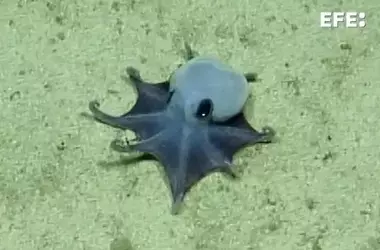 Descubrimiento Asombroso: Una Nueva Especie de Pulpo Azul en las Galápagos