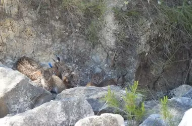 Nacimiento de cuatro crías de lince ibérico en Lorca impulsa la recuperación de la especie