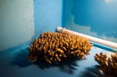 Cultivo de corales en laboratorio: una esperanza para los arrecifes marinos