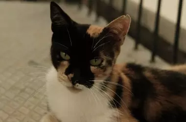 Científicos Debaten el Impacto Felino en la Biodiversidad en Jornadas Andaluzas