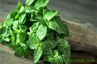 Los Múltiples Beneficios y Precauciones del Consumo de Menta