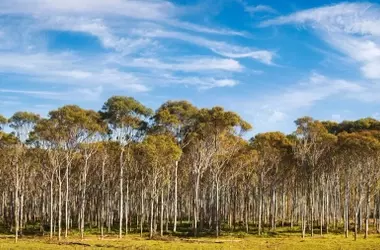 La Extinción Vegetal: Un Futuro Incierto para la Flora del Planeta