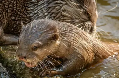 Día Mundial de la Nutria 2026: Avances y Desafíos en la Conservación de este Emblemático Mamífero Fluvial