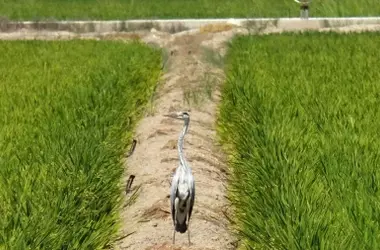 Preservación del Delta del Ebro: Inversiones Europeas y Desafíos Ambientales