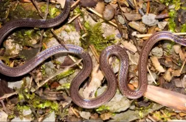 Descubierta en China una Serpiente de ‘Dos Cabezas' con Camuflaje Único para Evadir Depredadores