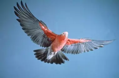 Conflicto en Australia: ¿Matanza masiva de aves nativas o coexistencia sostenible?