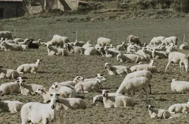 Extremadura Extiende Plazo de Pastoreo Ovino Controlado para Prevenir Incendios Forestales