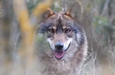 Conflicto por la conservación del lobo ibérico: ecologistas, ganaderos y regiones en pugna por su futuro