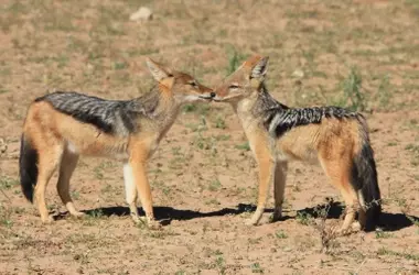 La Extensión del Chacal Dorado en Europa y el Impacto del Declive del Lobo