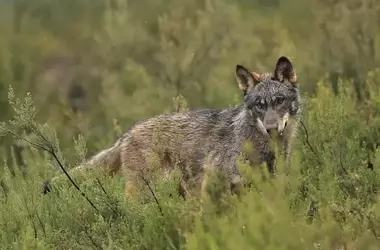 Científicos Insisten en el Estado Preocupante de Conservación del Lobo Ibérico
