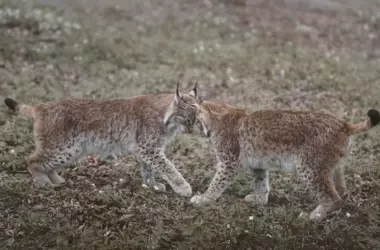 Nuevos Nacimientos Impulsan la Recuperación del Lince Ibérico en Lorca