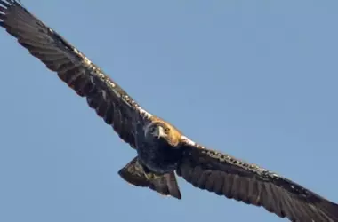 Parque eólico Campanario II Híbrido: Preocupación por aves protegidas en Albacete