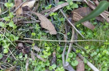 Un hito en la conservación de anfibios: Más de 800 ranas corroboree del norte liberadas en Australia tras superar una amenaza fúngica mortal.