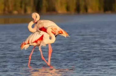 Peligro en la Laguna de Cucharas: Vallas Ganaderas Amenazan Aves Protegidas