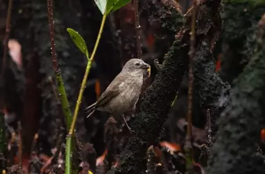 Recuperación notable del pinzón de manglar en Galápagos: un éxito de conservación