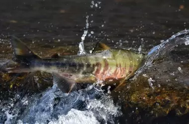 La prohibición de la pesca de salmón en Asturias: un dilema entre la conservación y la economía rural