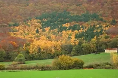 El plan integral de Navarra para salvaguardar sus bosques de robles frente al cambio climático se extiende hasta 2038