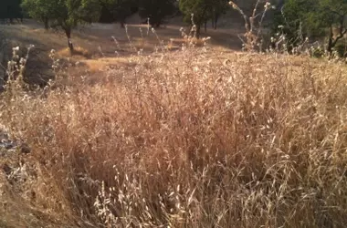 Andalucía Enfrenta Riesgo Crítico de Incendios Forestales por Exceso de Vegetación Seca