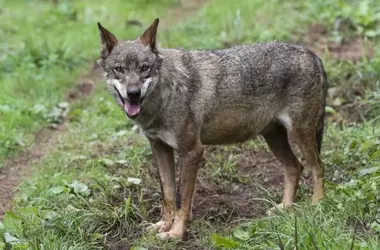 Debate regional sobre la situación del lobo ibérico
