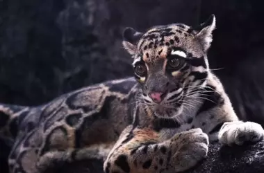 Cachorros de leopardo nublado de Borneo ofrecen esperanza para la conservación de la especie