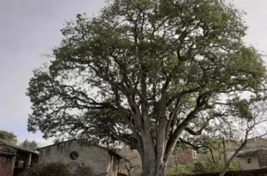El Aguacate: Un 'Oro Verde' que Transforma el Paisaje Agrícola de Asturias