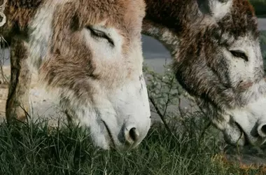 Burros Bomberos de Doñana: Héroes Silenciosos Contra los Incendios y el Descuido Institucional