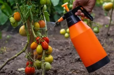 Abono Bacteriológico Revolucionario: Impulsando la Producción Agrícola en Condiciones Extremas