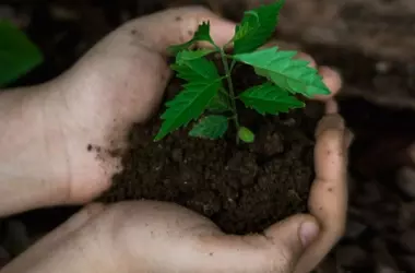La restauración ambiental: Un escudo vital frente a la crisis climática