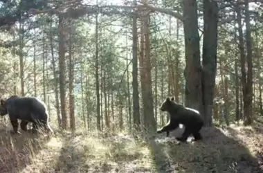 El Osezno 'Trepador' Nace en Aragón: Un Símbolo de Esperanza para el Oso Pardo en los Pirineos