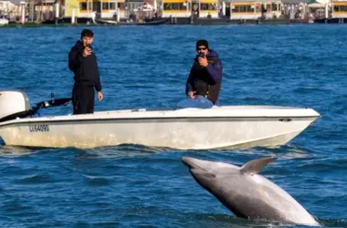 Venecia Busca Proteger a Mimmo, el Delfín Solitario, de la Interacción Turística