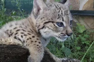 Ocho crías de lince ibérico sobreviven en el centro de cría La Olivilla, Jaén