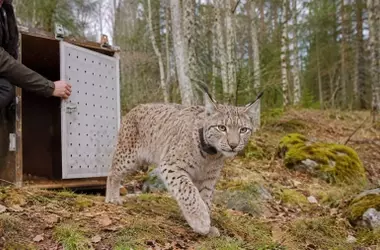 Linces Boreales: Un Retorno Monitoreado a la Vida Salvaje en el Jura