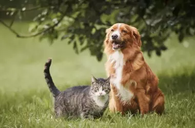La Conexión Psicológica entre la Preferencia por Gatos o Perros y la Personalidad Humana