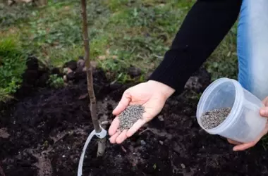 Técnicas de Fertilización para Maximizar la Producción Frutal en Casa