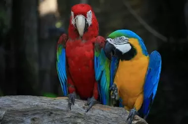 Día Mundial del Loro 2026: Inteligencia, Memoria y Amenaza de Extinción